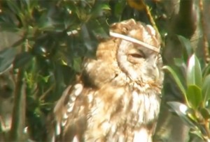 Owl Video stock