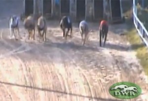 Greyhound racing video stock